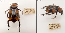 Mississippi Entomological Museum American Beetle Specimen