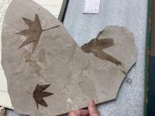 Fossil leaves on slab of shale