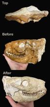 three views of oreodont skull